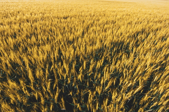 wheat field under sunset cloud sky