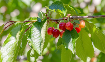 Fruits on the branch of sweet cherry in the garden. Red cherry ripens on a green tree in the summer. Nature blurred background.