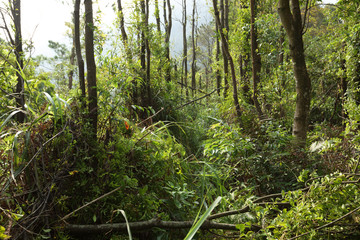 Fototapeta premium Summer tropical forest damaged after typhoon