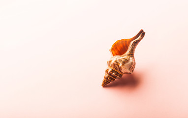 sea shell on orange background. Sea concept