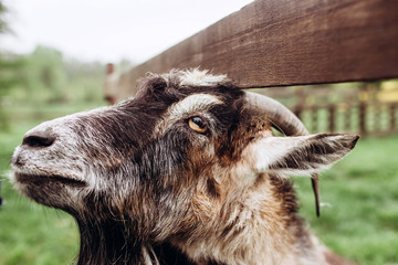 close up portrait face of a goat with a beard and horns on a farm in the village. An old billy (buck) goat with horns. Typical scene in the Ukrainian village, agriculture, livestock.