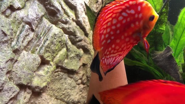 Diskusfischp&auml;rchen beim laichen am Laichkegel. Ein tropischer Buntbarsch aus dem Amazonasbecken. Diskus Fisch 
