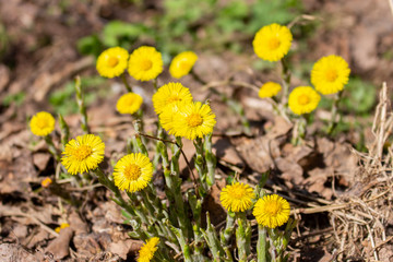 Tussilago farfara Asteraceae medical herbs and flowers. Whole heads of medicinal flowers in the wild, spring primrose