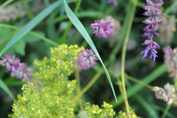 beautiful summer landscape with blossoming meadow and flowers. wild flowers blooming spring