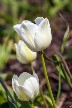 Tulip 'Gwen' growing outdoors in the spring season