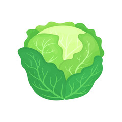 Fresh green cabbage isolated on white background. Organic food. Cartoon style. Vector illustration for design.