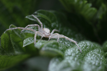 A light gray hairy spider froze on a juicy green leaf of nettle. Macro photography of insects.