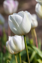 Tulip 'Gwen' growing outdoors in the spring season