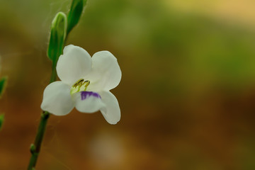 Fototapeta na wymiar Pollen of white grass flowers