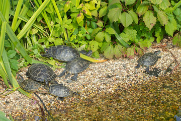 Fototapeta premium Red-eared sliders bask in the sun on the rocks on the lake pond. A flock of turtles in the wild, resting turtle shore
