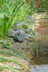 A group of red-eared turtles basking in the sun on a narrow strip of rocky beach. Turtle Beach Animals in the Wild