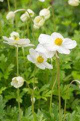 Anemone Sylvestris Ranunculaceae white flowers with a yellow core. Beautiful flowers with delicate white petals.