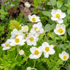 Obraz premium Beautiful white flowers buttercups anemones, primroses snowdrops. Wild flowers Anemone Sylvestris Ranunculaceae