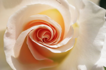 white rose closeup