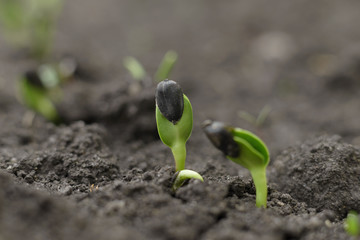 Sprouted seed of sunflower on the soil in the vegetable garden, closeup.