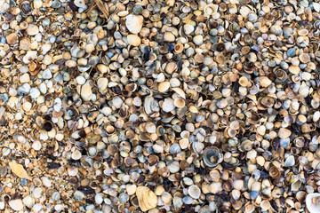 shells on the shore, close-up