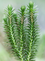 Die immergrünen Pflanzen des Tannenbärlapp.