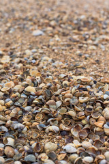 shells on the shore, close-up