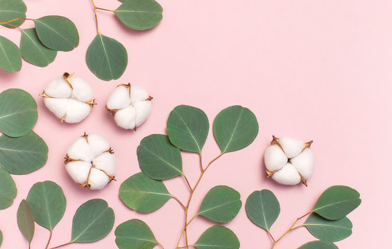 Cotton flowers and green eucalyptus twig on pastel pink background. Flat lay, top view, copy space. Flower composition with delicate cotton flowers. Cotton background.