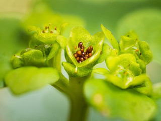 Samen des wechselblättrigen Milzkrautes (Chrysosplenium alternifolium) 