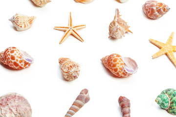 shells isolated on white background