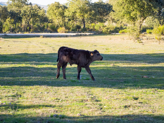 A herd of cows with young calves grazing in the dehesa in Salamanca (Spain). Concept of extensive organic livestock