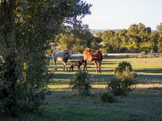 Fototapeta na wymiar A herd of cows with young calves grazing in the dehesa in Salamanca (Spain). Concept of extensive organic livestock