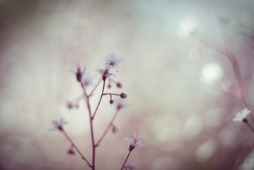 Baby's breath or Gypsophila is a beautiful flower in the carnation family on blurred floral nature backgrounds.