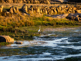 An egret on the shore of the reservoir of La Almendra in Salamanca (Spain) during drought