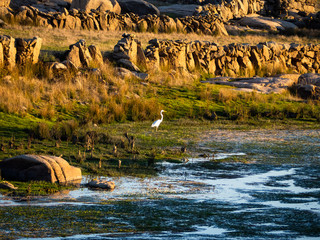 An egret on the shore of the reservoir of La Almendra in Salamanca (Spain) during drought