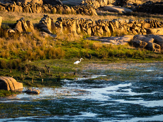 An egret on the shore of the reservoir of La Almendra in Salamanca (Spain) during drought