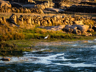 An egret on the shore of the reservoir of La Almendra in Salamanca (Spain) during drought