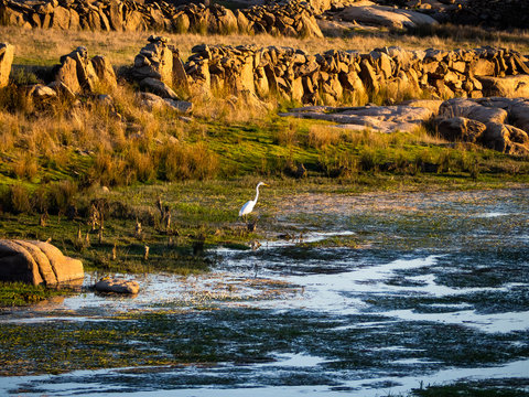 An egret on the shore of the reservoir of La Almendra in Salamanca (Spain) during drought