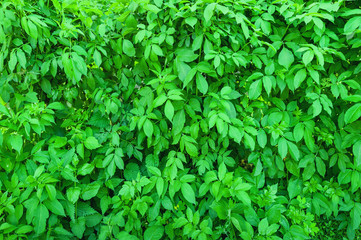 Green leaves background.