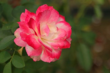 公園に咲いていた綺麗なダリア