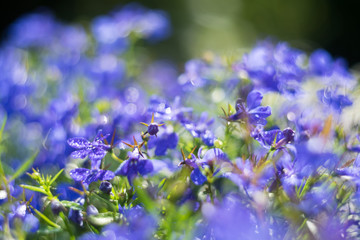 Blue Trailing Lobelia Sapphire flowers or Edging Lobelia in garden