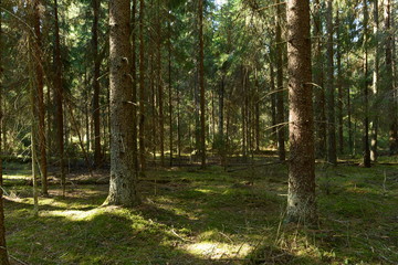 spruce forest in the sunlight of a spring morning on green moss