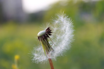Dandelion 