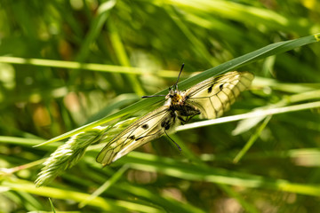 Nature