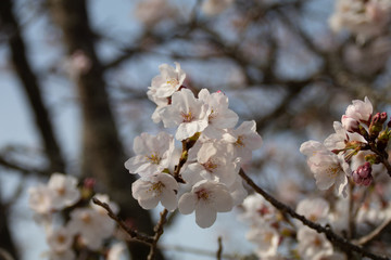 名護屋城の桜