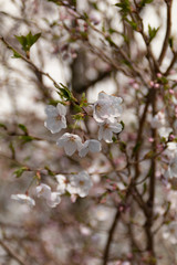 名護屋城の桜