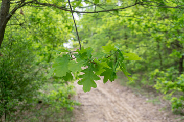 The beautiful close up view of trees branches