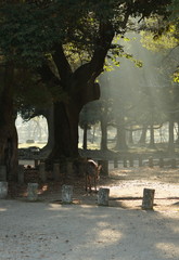 陽光降り注ぐ早朝の奈良公園と鹿