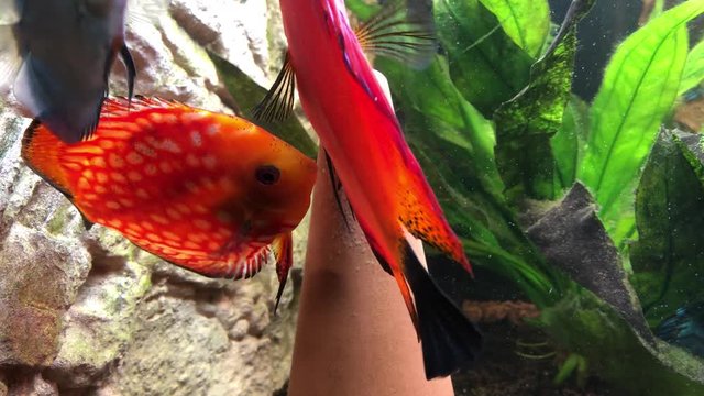 Diskusfischp&auml;rchen beim laichen am Laichkegel. Ein tropischer Buntbarsch aus dem Amazonasbecken. Diskus Fisch 