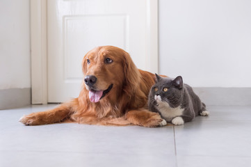 British shorthair and golden retriever, indoor shot