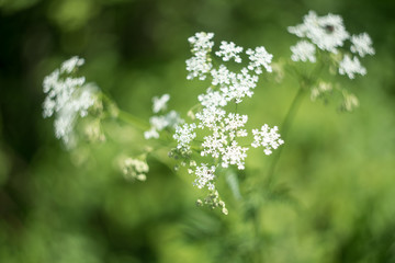 Blurry background by many white flower in the field on morning.