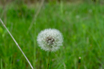 Dandelion flower with seeds ball close up view