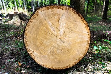 Cut log in the forest