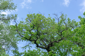 The beautiful close up view of trees branches