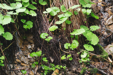 Wet slope in the forest